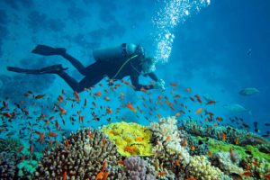 Quelles destinations pour les amoureux de la plongée sous-marine ?